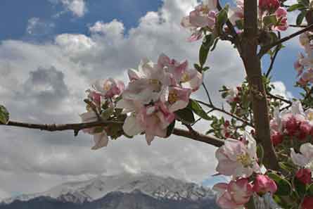 Apple blossom and snowy mountains