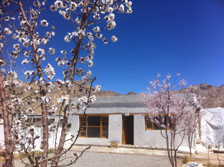 blossom-224