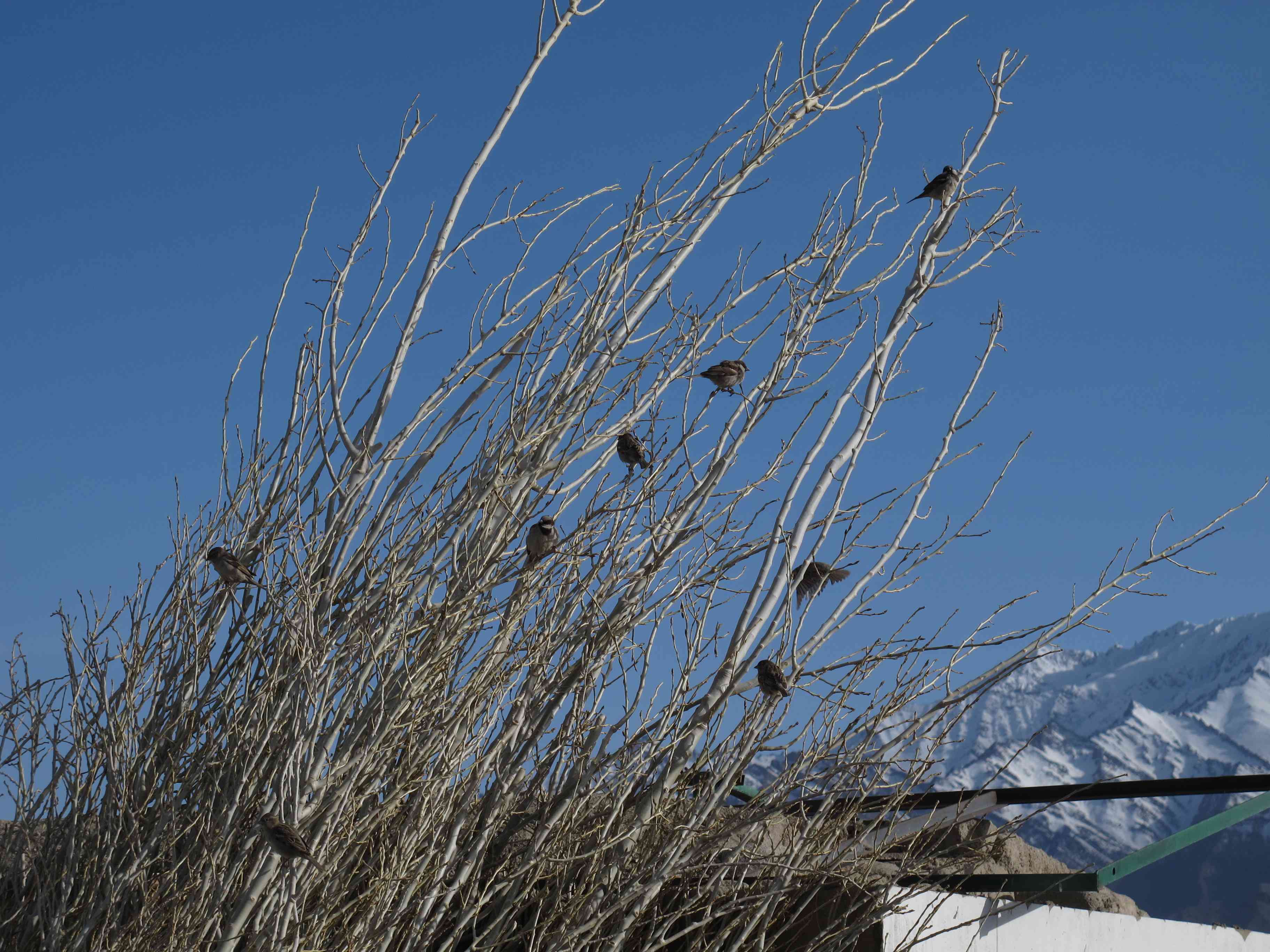 BIRDS-IN-POPLAR