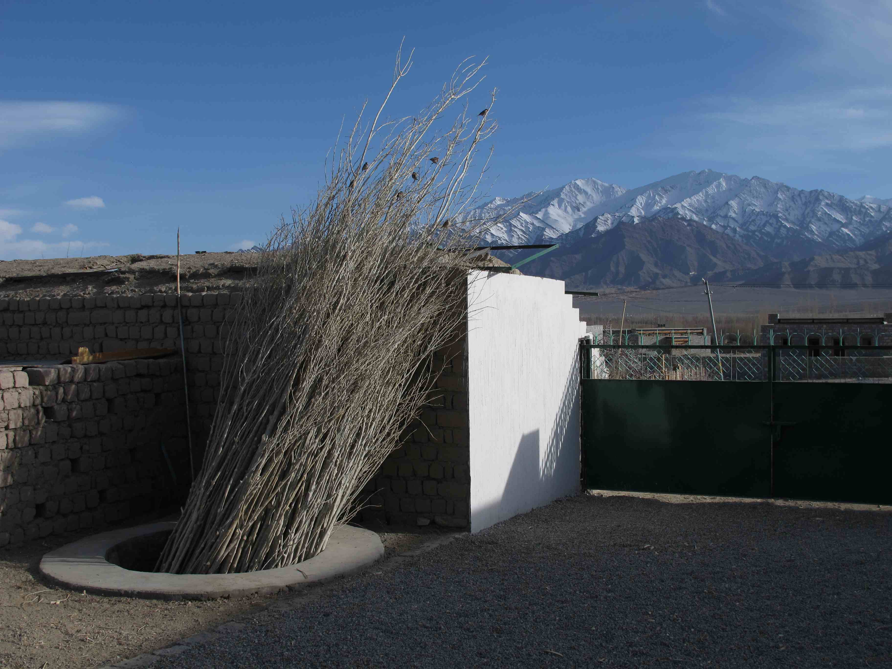 POPLAR-IN-TANK