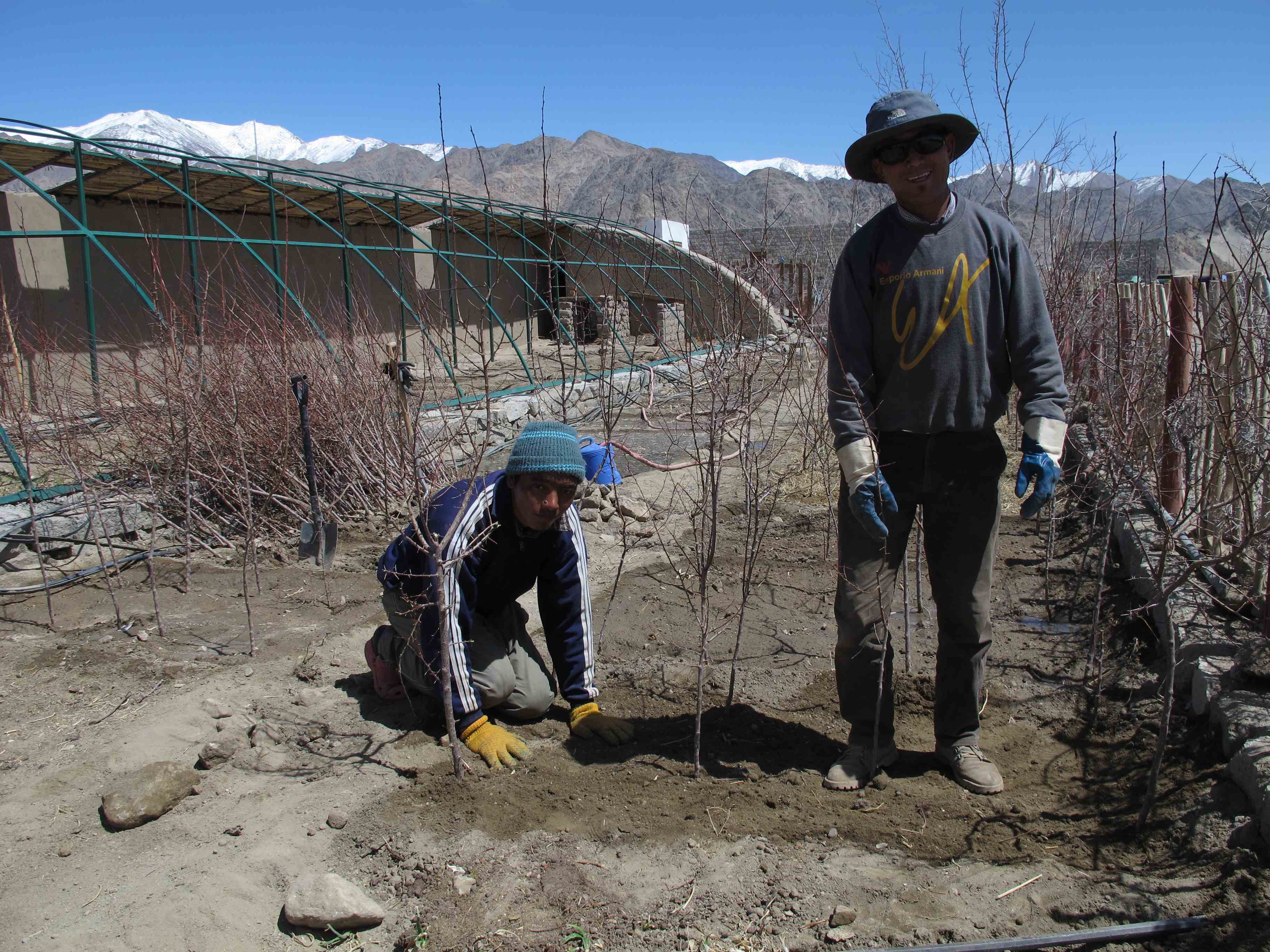 planting-trees