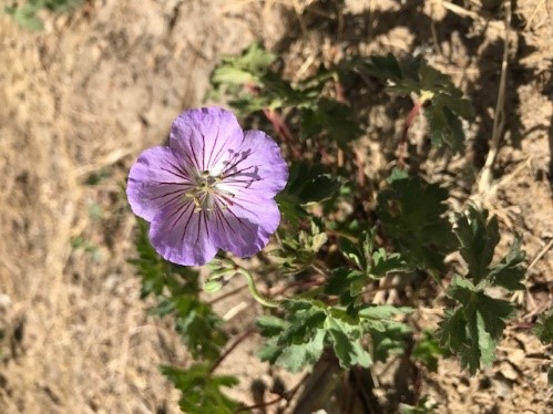 2019 Geranium Himalayense 2