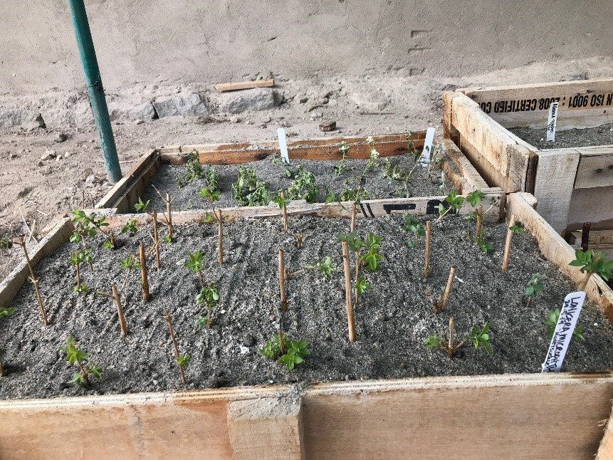 2019 seedlings