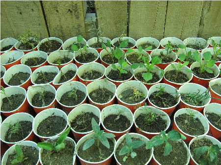 plantnursery_450