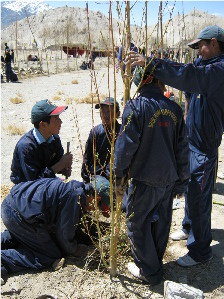 Tree_Planting_IMG_4821_x224