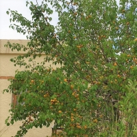Apricot and apple trees  in the plant nursery