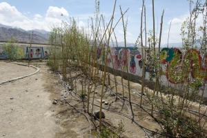 Tree planting and shelterbelt